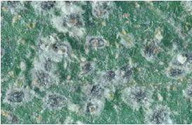 Mosca blanca aji1.jpg