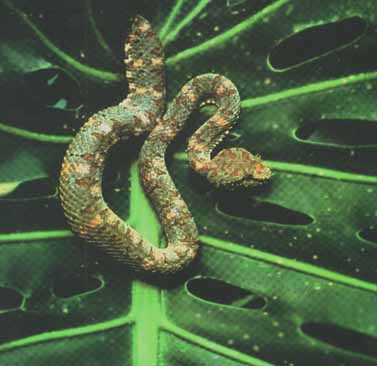 Archivo:Nau yaca.jpg