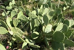 Opuntiastricta3 sml.jpg