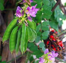 Regaliz americano1.jpg