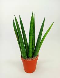 Sansevieria-cylindric.jpg