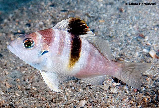 Archivo:Serranus atrobranchus.jpg