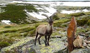 Sierra de Gredos.jpg