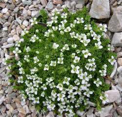 SizedArenaria tetraquetra964.jpg