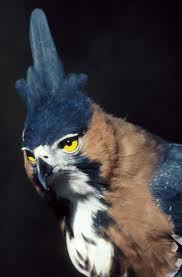 Águila Elegante.jpeg