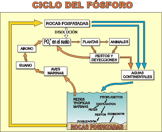 Archivo:Ciclo-3.gif