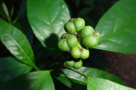 Archivo:Croton oblongus 1.jpg