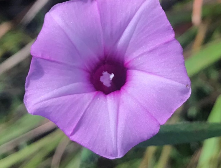 Archivo:Ipomoea tenuissima 2.jpg