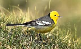 Lavandera cetrina.jpg