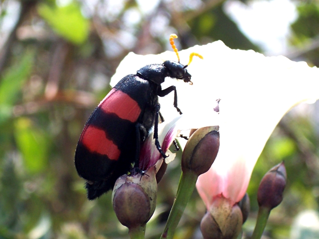 Archivo:Mylabris ocellata.jpg