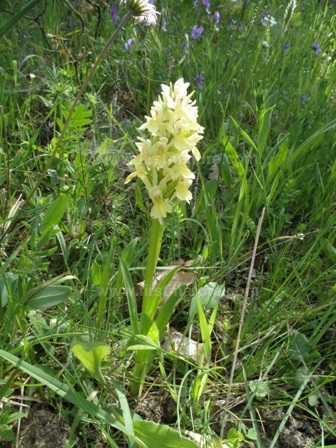 Archivo:Orchis provincialis1.jpg