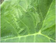 SintomasFoliarDsMV.jpg