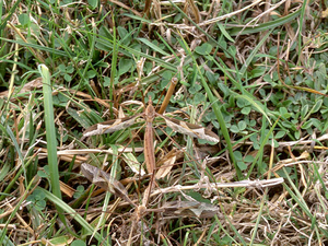 Tipula gigante.jpg