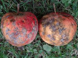 Venturia inaequalis 4.jpg