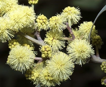 Archivo:Acacia frigescens 1.jpg