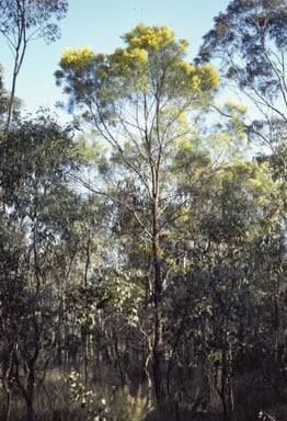 Archivo:Acacia linearifolia 1.jpg