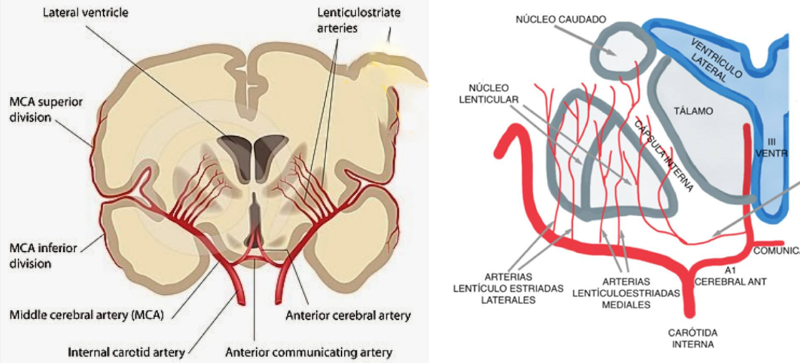 Archivo:Arterias estriadas mediales-Diagrama.png