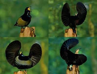 Archivo:Ave del paraiso Ptiloris-victoriae.jpg