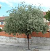 Bioincepticida Paraiso.jpeg