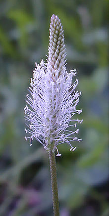 Plantago-media.jpg