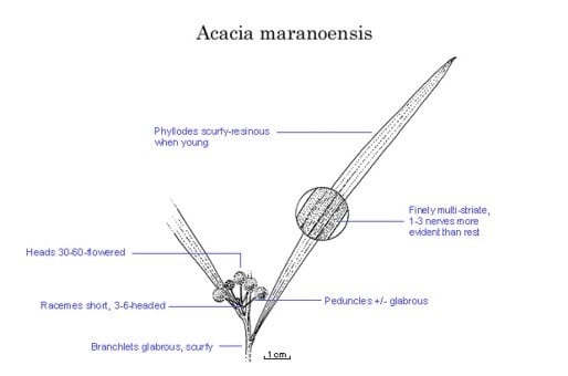 Archivo:Acacia maranoensis.jpg