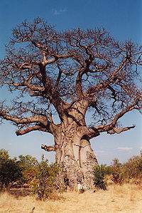Baobab arbol.jpg