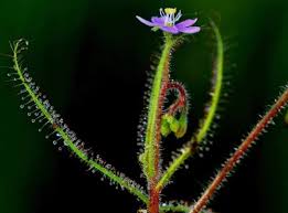 Drosera indica.jpg