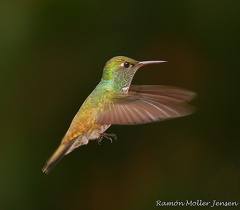 Picaflor esmeralda.jpeg