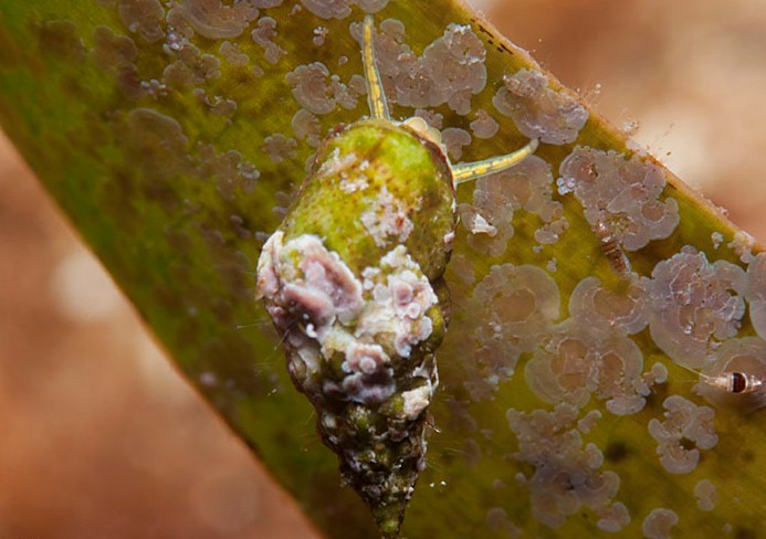 Archivo:Rissoa variabilis.jpg