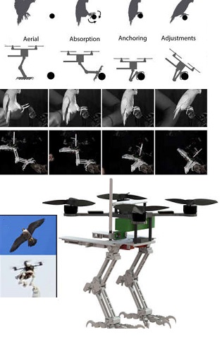 Archivo:Basado pericos.jpg
