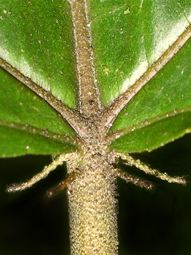 Archivo:Croton priscus 1.jpg