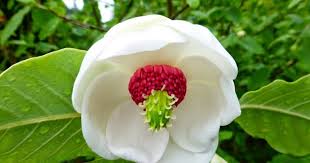 Archivo:Flor rrrr.jpg