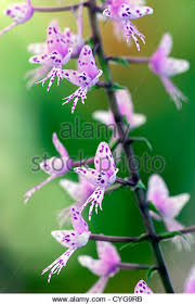 Stenoglottis Longifolia.jpg