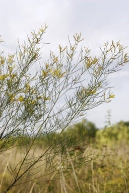 Archivo:Acacia kimberleyensis 2.jpg