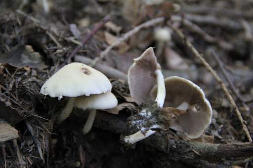 Archivo:Agaricus comtulus.jpg
