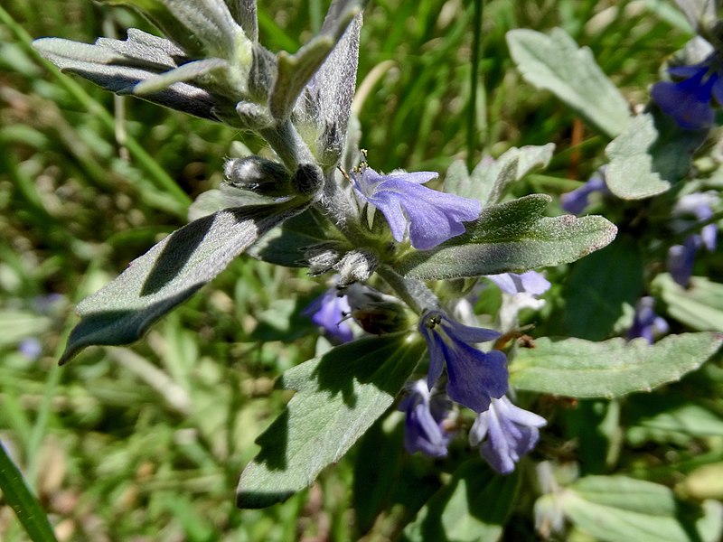 Archivo:Ajuga integrifolia 2.jpg