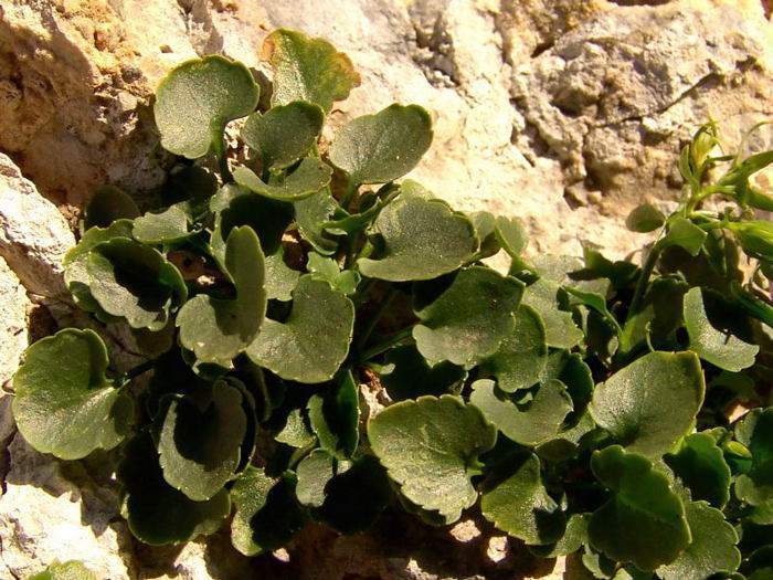 Archivo:Campanula fragilis hojas.jpg