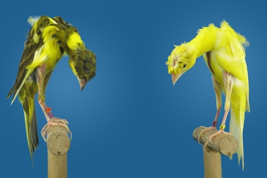 Archivo:De posturavy forma.jpg