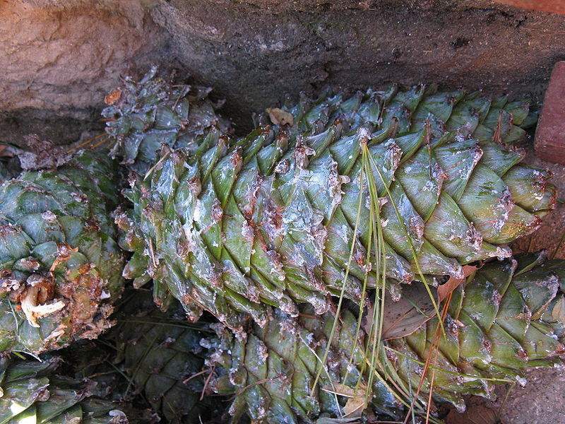 Archivo:Pinus armandii conos.jpg