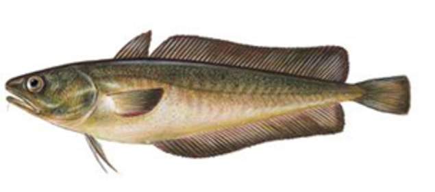 Archivo:Salilota australis.jpg