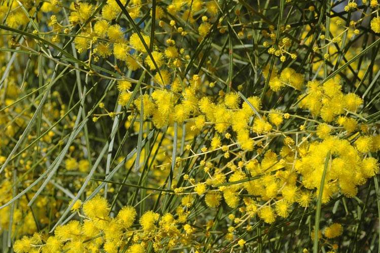 Archivo:Acacia ingramii 4.jpg