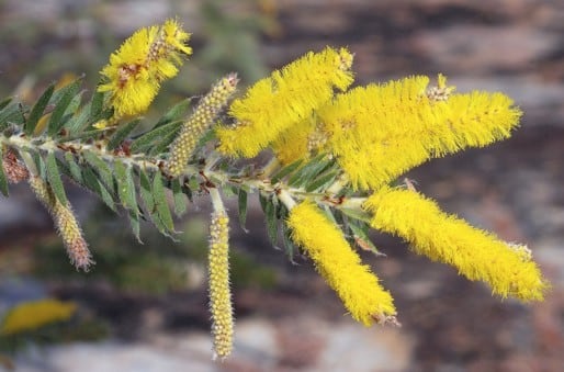 Archivo:Acacia kelleri 2.jpg