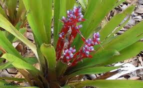 Aechmea weilbachii.jpg