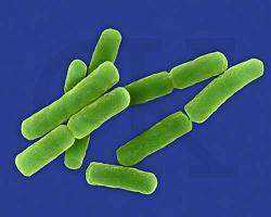 Bacillus.jpg