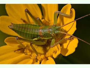 Chicharra alicorta.jpg