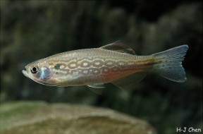 Archivo:Danio-dangila-HJ-Chen-288x190.jpg