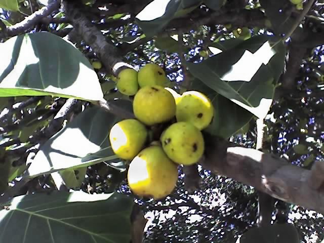 Archivo:Ficus lutea 1.jpg