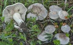 Archivo:Lepista luscina.jpg