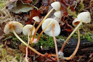 Mycena-crocata.jpg