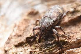 Pissodes castaneus.jpg